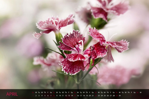 621198 (a): :2000x1328